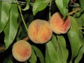Саратовский ароматный. Крупный и красивый персик с сильным ароматом. Требует 4-5 профилактических обработок от болезней и вредителей.